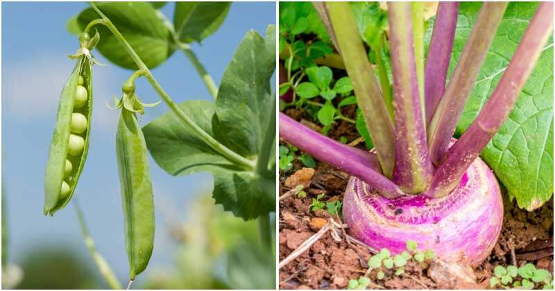 13 Vegetables Grow In Autumn For A Harvest In Spring