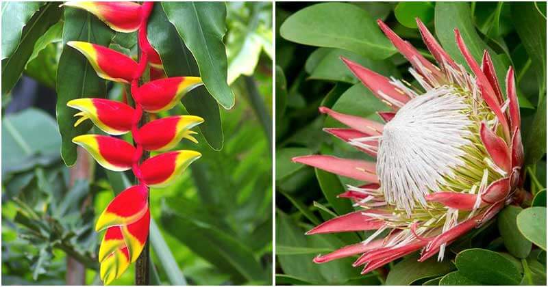 13 Stunning Hawaiian Flowers - Noudiv