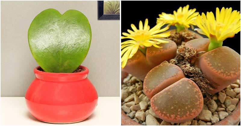12 Lovely and Romantic Houseplants That Can Be Used As Gifts