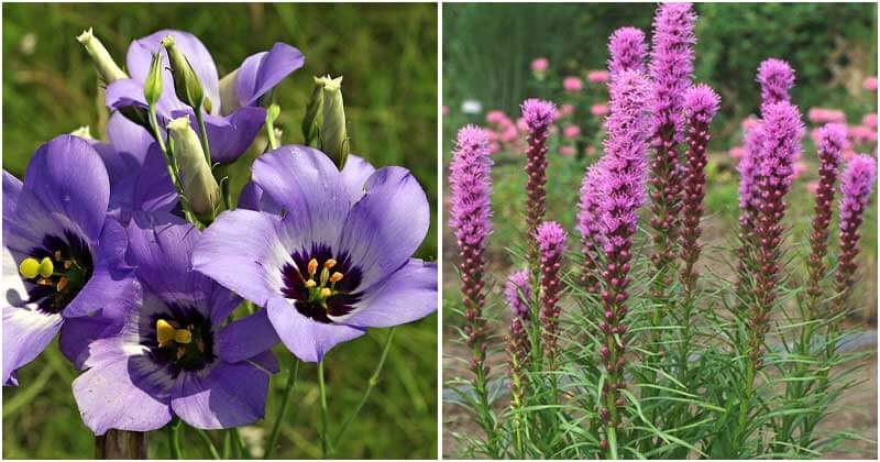 15 Best Beautiful Purple Texas Flowers
