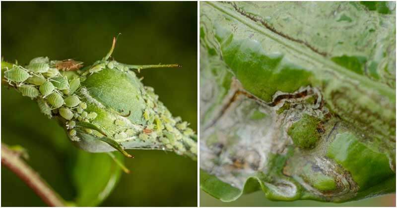 10 Houseplant Pests And Ways To Control Them
