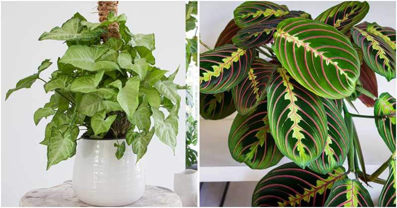 11 Best Houseplants For Absorbing Co2 Effectively
