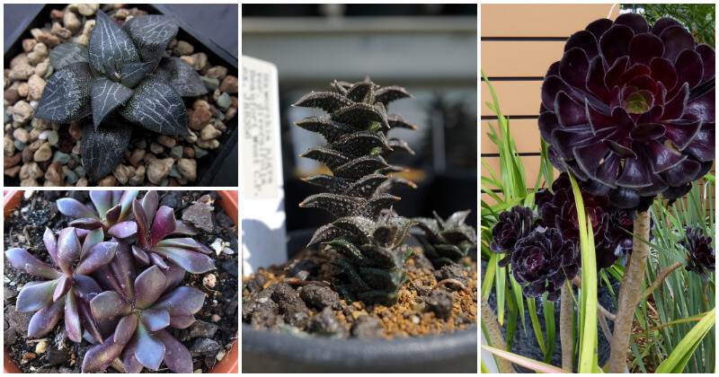 8 Exotic Black Succulents To Add Unique Beauty In The Home And Garden