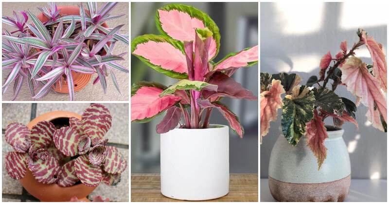 16 Houseplants That Have Attractive Rainbow Leaves