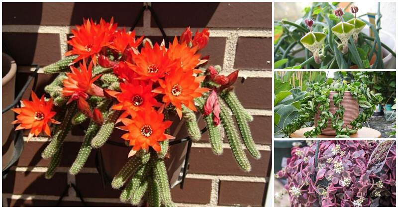 22 Trailing Succulents Varieties To Give a Stunning Look In Hanging Baskets