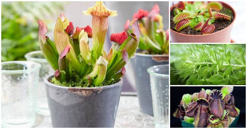 12 Weird Types of Carnivorous Plants That Eat Bugs