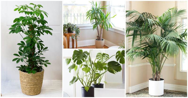 26 Best Beautiful Trees You Can Grow As Houseplants In Your Living Space