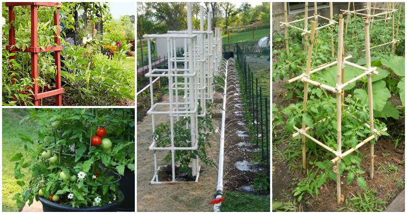 16 DIY Tomato Cage Ideas