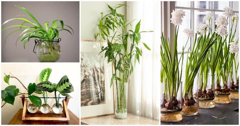 20 Gorgeous Houseplants That Grow In Water