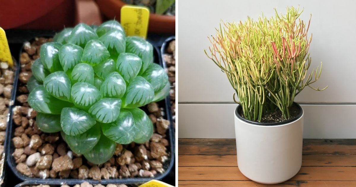 11 Most Unusual Houseplants to Elevate Your Indoor Garden