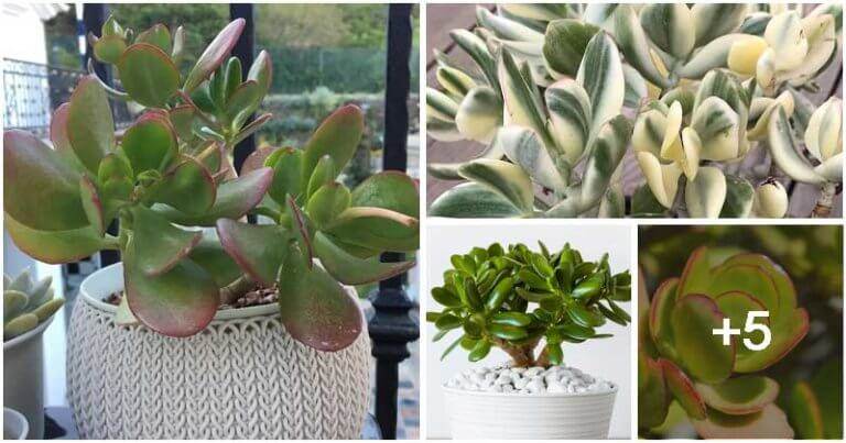 9 Best Beautiful Jade Plant Types