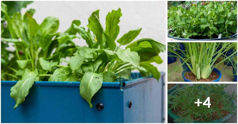 8 Green Vegetables Can Grow Well In a Pot Through The Winter