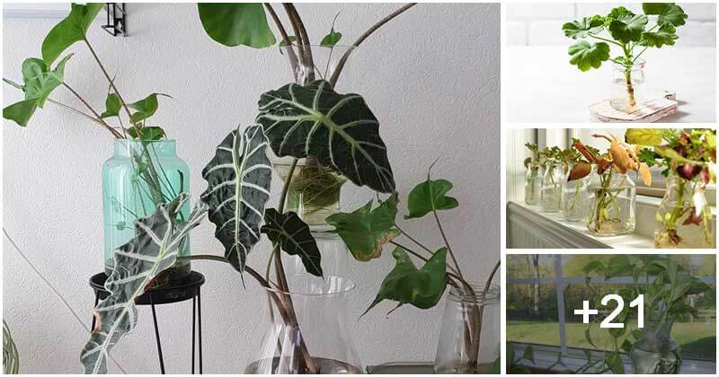 25 Common Houseplants That Can Be Grows Well In Vases