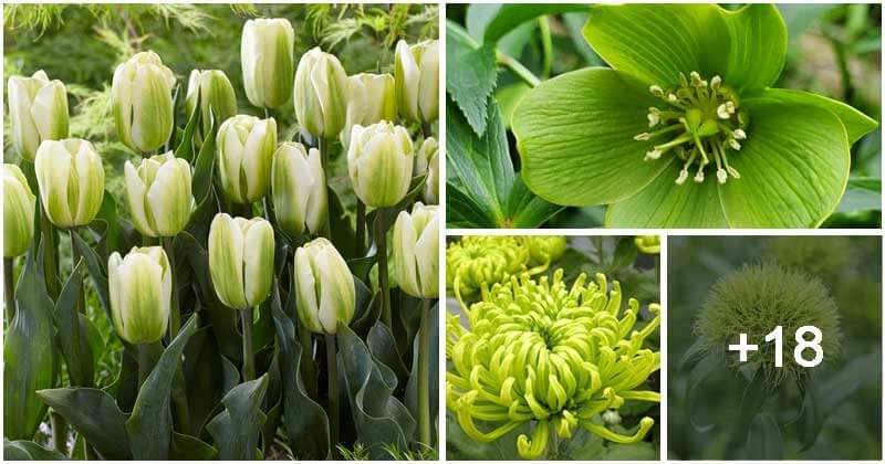 21 Easy to Grow Green Flower Varieties