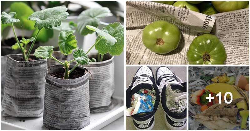 14 Incredible Garden Things That You Can Start With Newspapers