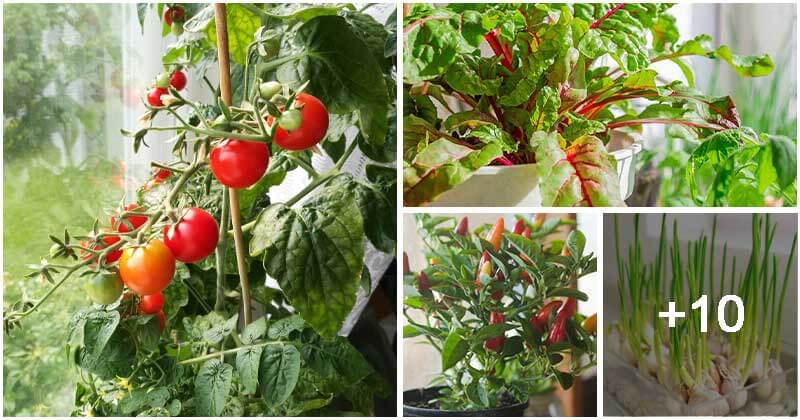 11 Vegetables You Can Grow Indoors Easily To Protect Them From The Cold Winter