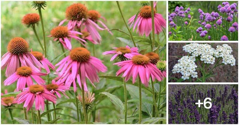 10 Best Flowering Herb Plants For Giving Beautiful Look And Great Taste