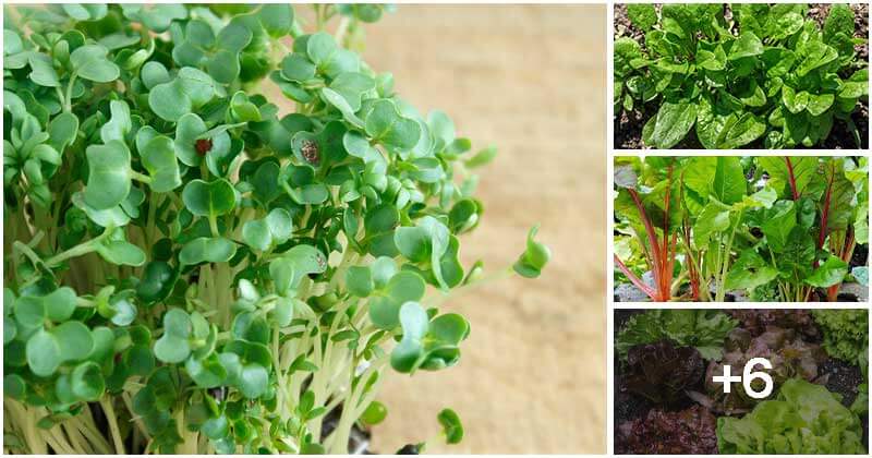 10 Fast-Growing Salad Vegetables To Harvest For A Short Time