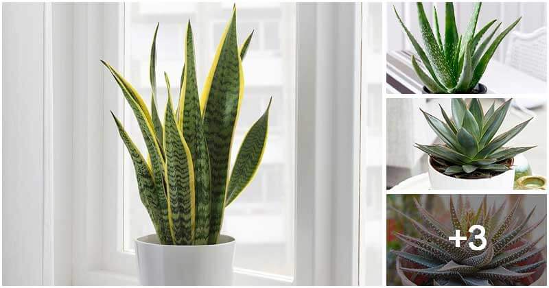 7 Beautiful Spiky Indoor Plants