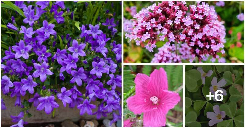 Best Beautiful California Groundcover Plants