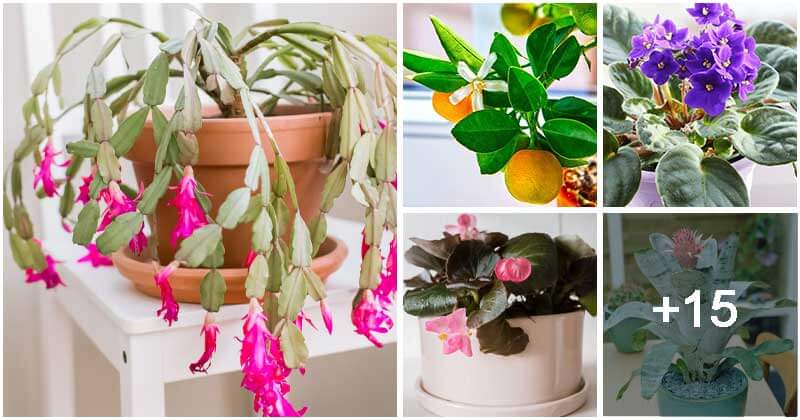 20 Beautiful Blooming Indoor Plants To Grow In Your Living Space