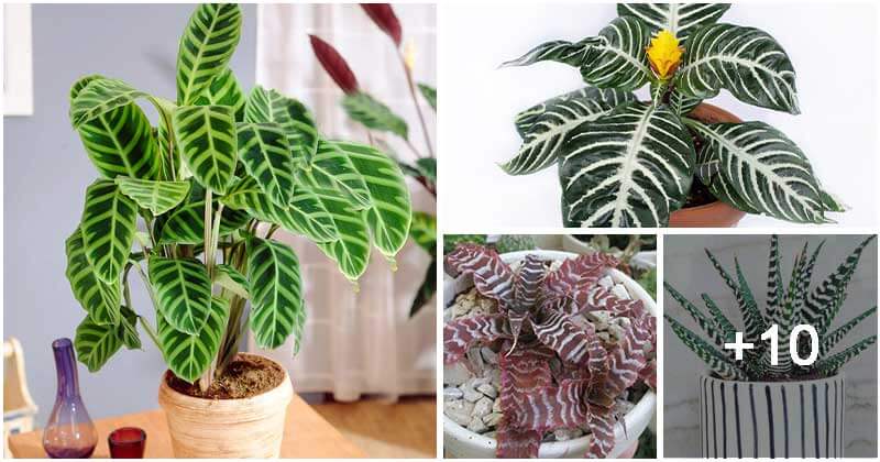15 Unique Indoor Plants That Have Zebra Print Shape