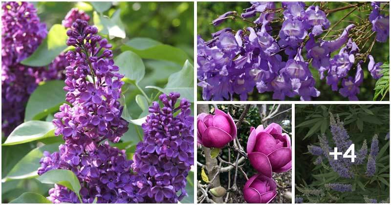 Collection Of The Most Beautiful Purple Flowering Trees