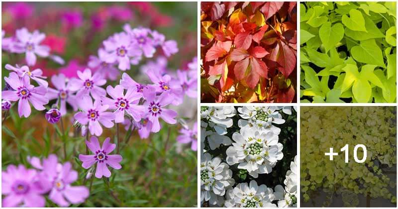 15 Best Cascading Plants Types To Grow For Your Retaining Walls