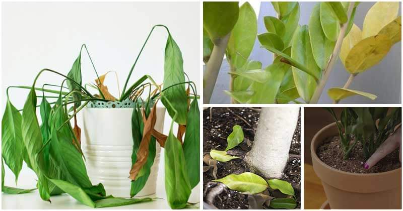 Common Signs of Underwatering That Your Plants Are Suffering