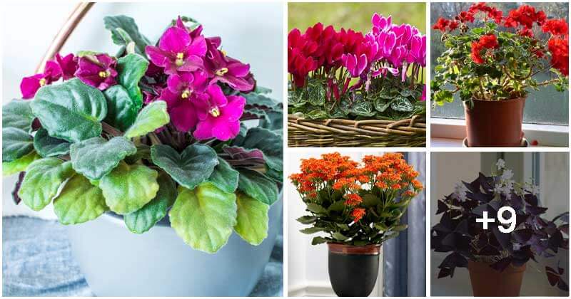 14 Beautiful Houseplants That Resemble Flower Bouquets