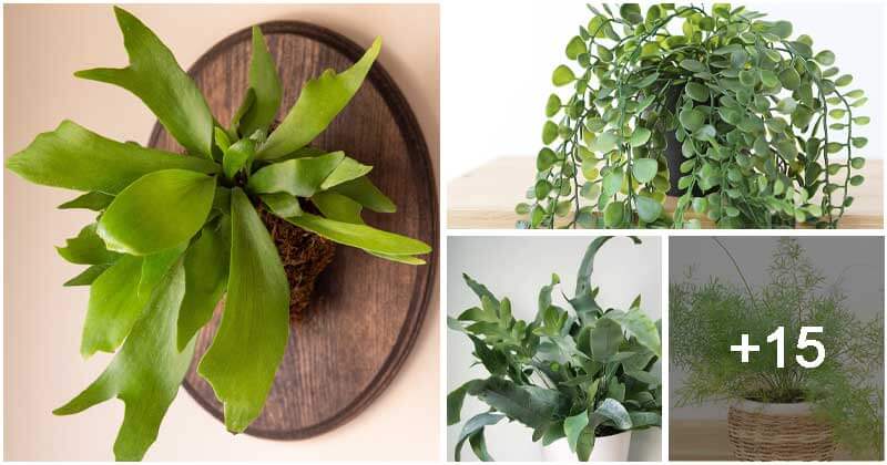 19 Best Fern Types To Grow Indoors