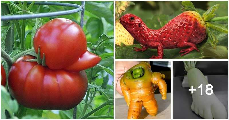 Collection of Interesting Images Of Fruits and Vegetables That Looked Like Something Else