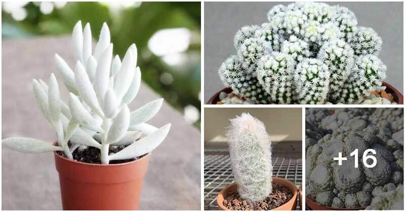 20 Succulent Types That Have Elegant White Appearance