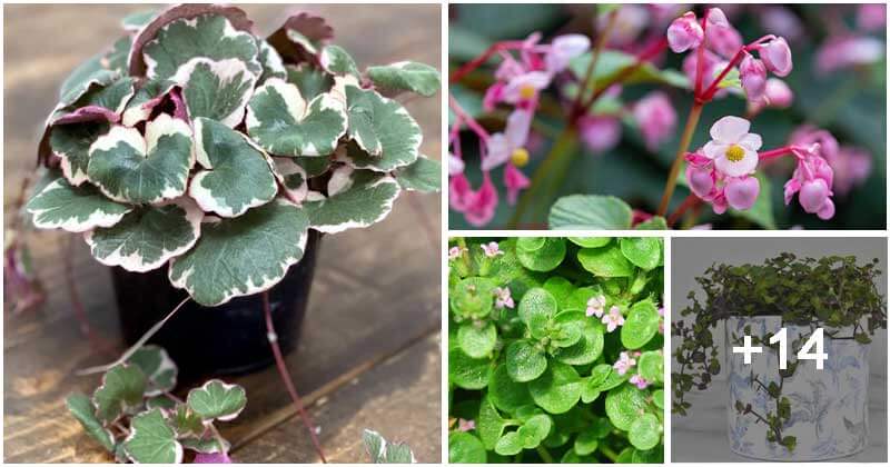 16 Ground Covers That You Can Grow As Indoor Plants