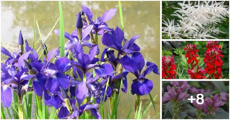 12 Beautiful Flowering Plants To Grow In A Bog Garden