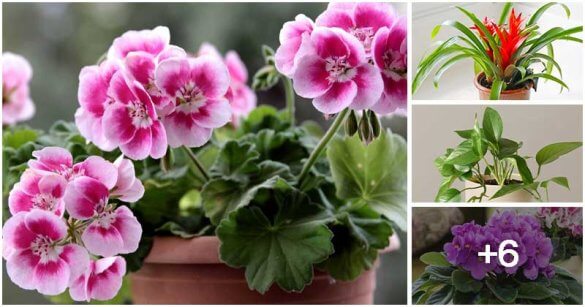 10 Indoor Plants You Can Propagate Easily At Home