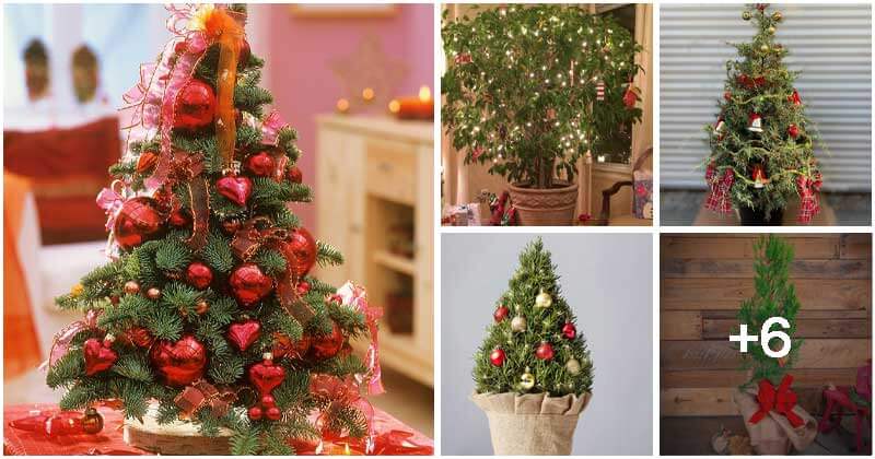 10 Indoor Plants That You Can Use As Christmas Trees