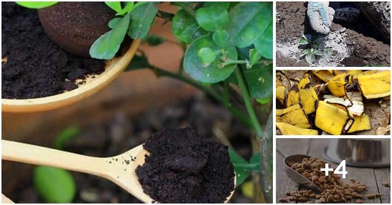 8 Easiest Natural Ways To Add Free Nutrients To Your Plants