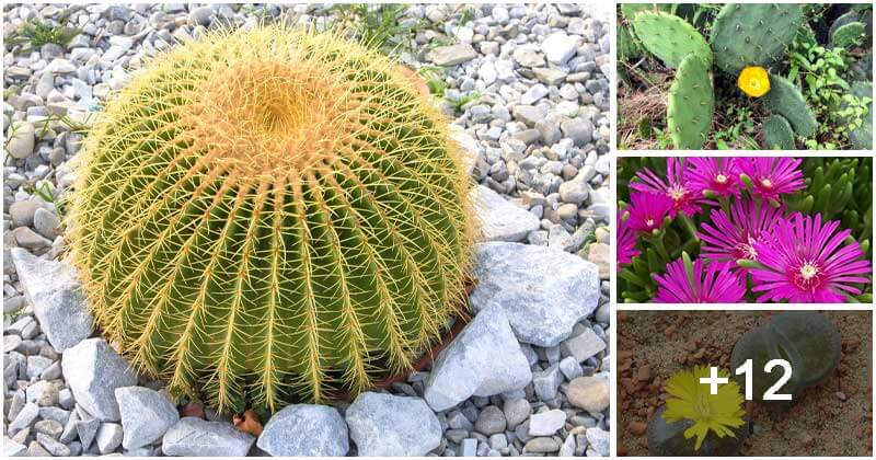 16 Succulents Grow Well In Sand