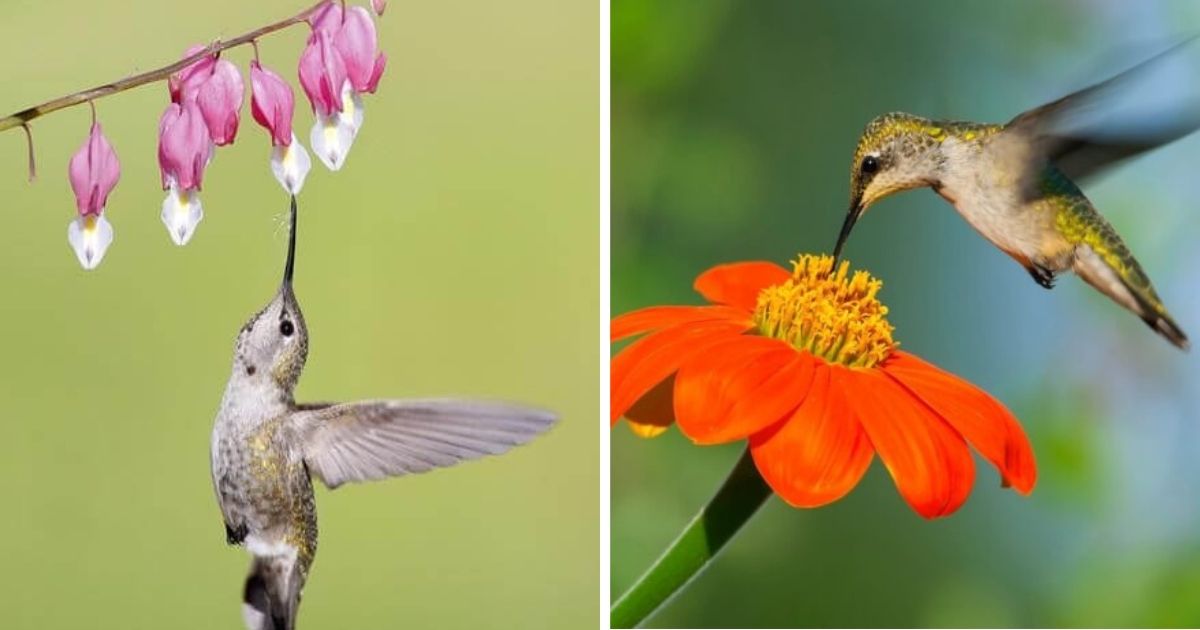 10 Beautiful Flowers That Will Bring Hummingbirds to Your Garden