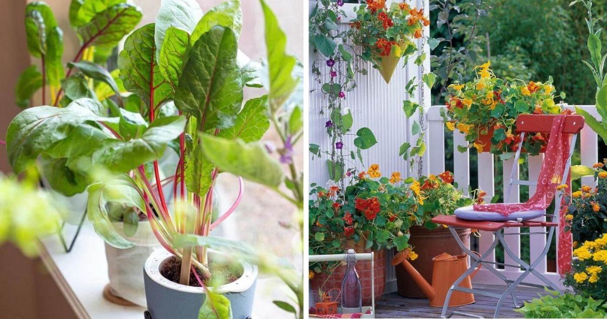 17 Easy Balcony Vegetables That Anyone Can Grow At Home