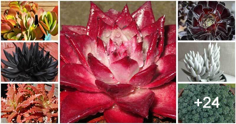 31 Colorful Succulent Types To Add Charming For Your Home