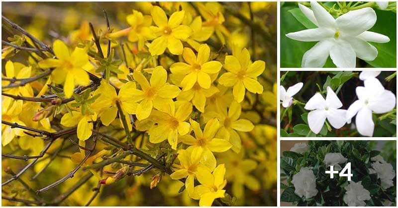 8 Best Beautiful And Fragrant Indoors Jasmine Types