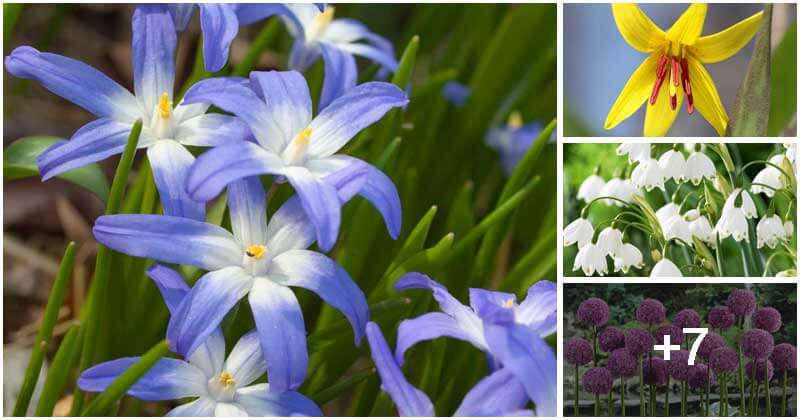 11 Stunning Spring Flowering Bulb To Grow In The Garden