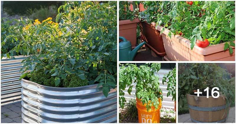20 Easy Ways To Grow Your Tomatoes