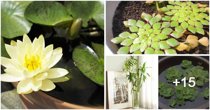19 Plants That Can Grow Well In Indoor Water Garden