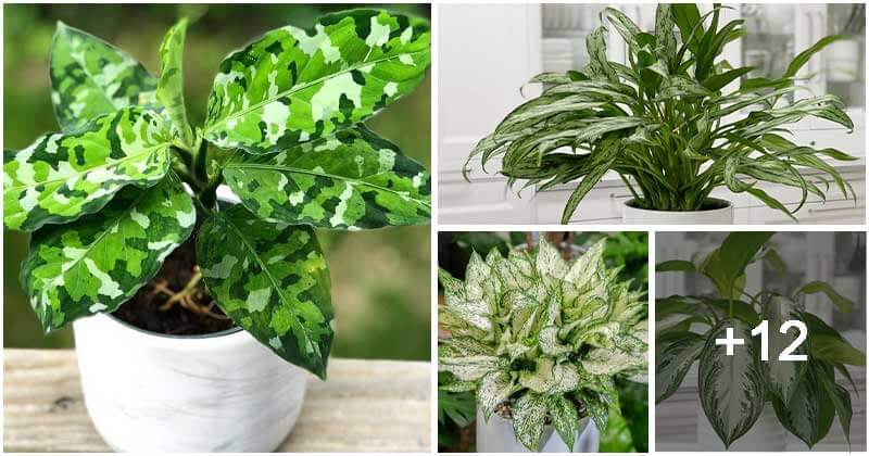 16 Best Beautiful Chinese Evergreen Types