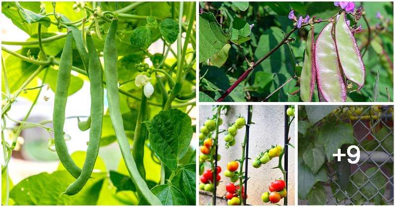 12 Easy-to-grow Climbing Vegetables For The Garden Wall