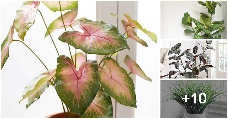 14 Houseplant Varieties That Have Faux Shapes