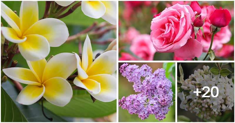 24 Most Fragrant Flowers To Grow In Your Garden